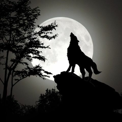 Wolf Moon 2025: What You Need To Know About It
