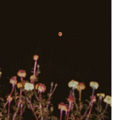 Flower Moon 2025: Date, Alternative Names And Interesting Facts